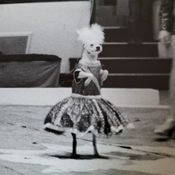 Vintage Black and White Photograph Clyde Beatty Circus 1973 Canine Circus Act - Picture 3 of 16